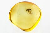 Detailed Fossil Beetle (Ptinidae) in Baltic Amber #275497-1